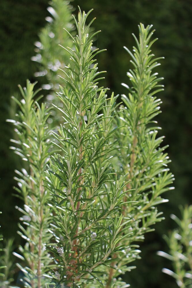 Rosemary Hand Sanitizer Recipe